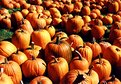 Picture Title - Pumpkins