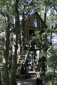 Picture Title - Tree House
