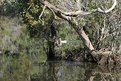 Picture Title - Swamp Duck  - I