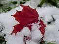 Picture Title - First Snow