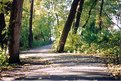 Picture Title - Wooded Path