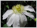 Picture Title - Clematis