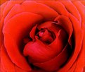 Picture Title - A RED ROSE for you MY Dear!