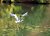 Blurred Herron