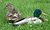 DuckṀs