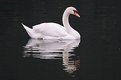 Picture Title - The swan