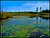 Lilypads on Rock Pond Outlet