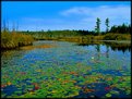 Picture Title - Lilypads on Rock Pond Outlet