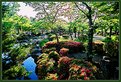 Picture Title - Japanese garden #6