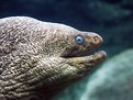 Picture Title - Morray Eel