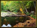 Picture Title - destroyed tree