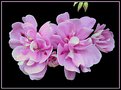 Picture Title - Geranium Blossom