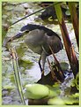 Picture Title - Hawaiian Night Heron