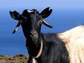 Picture Title - Goat