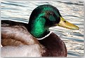 Picture Title - My Duck