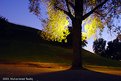 Picture Title - ..behind the tree..