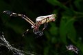 Picture Title - Orb spider and prey