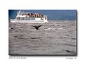 Picture Title - Sitka Sound - Whale