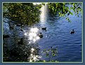 Picture Title - Ducks in the Sun