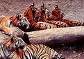 Picture Title - Tigers Family