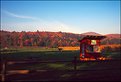 Picture Title - Corn Maze, early morning