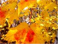 Picture Title - white birch and yellow leaves