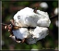 Picture Title - Cotton Pickin'  Time...