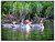 Mergansers on St. Regis Pond