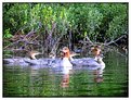 Picture Title - Mergansers on St. Regis Pond