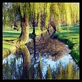 Picture Title - Reflections of Willow