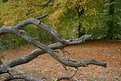 Picture Title - Twisted Branches