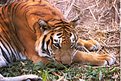 Picture Title - tiger