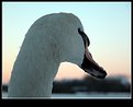 Picture Title - Swan