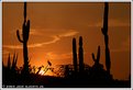 Picture Title - Cactus Sunset