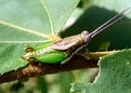 Picture Title - Green Hopper