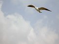 Picture Title - The Seagull