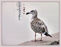 Picture Title - A bird on the harbour