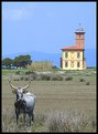 Picture Title - Toro Solitario (Lonely Bull)