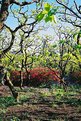 Picture Title - Persimmon Orchard, Spring