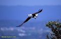 Picture Title - African fish eagle (2)