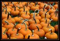 Picture Title - Pumpkins