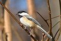 Picture Title - Chickadee