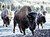 Bisons in winter