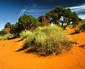 Picture Title - Desert Oasis