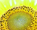 Picture Title - Sun Beam