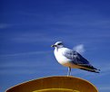 Picture Title - Seagull (1)