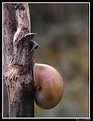 Picture Title - Caracola