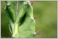 Picture Title - Cactus