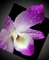 Picture Title - Orchid 5