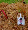 Picture Title - Smeag in the leaves